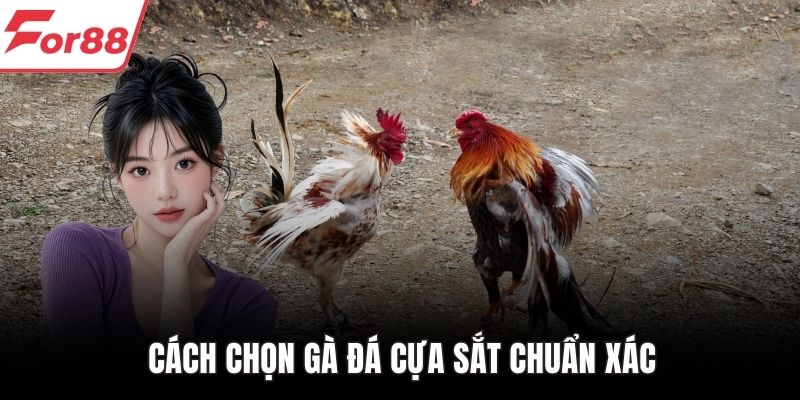 Cách chọn gà đá cựa sắt chuẩn xác