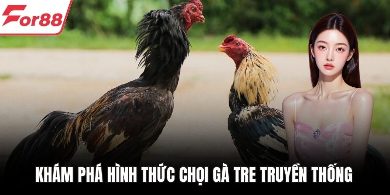 Khám phá hình thức chọi gà tre truyền thống