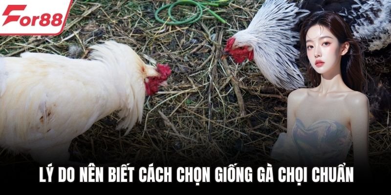 Lý do nên biết cách chọn giống gà chọi chuẩn