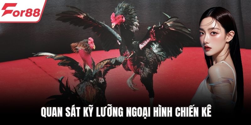 Quan sát kỹ lưỡng ngoại hình chiến kê