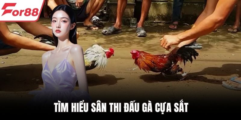 Tìm hiểu sân thi đấu gà cựa sắt