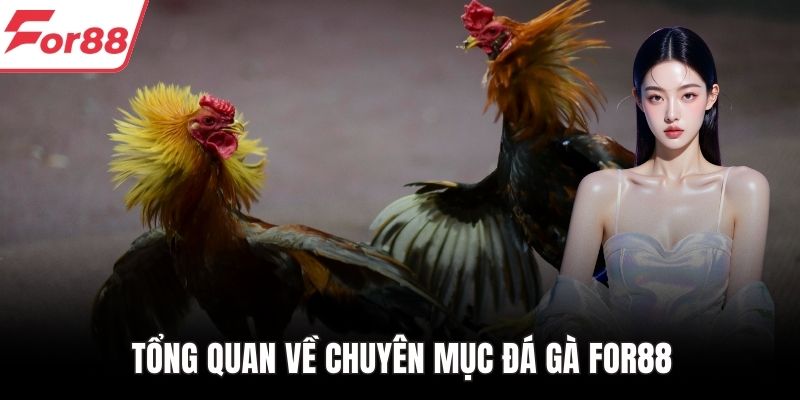 Tổng quan về chuyên mục đá gà FOR88